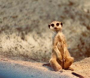 Portrait of meerkat on sand