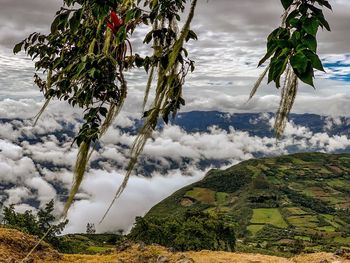 Plants growing on land against sky