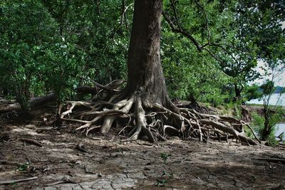 Tree in forest