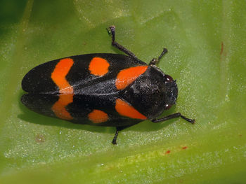 Close-up of ladybug on leaf