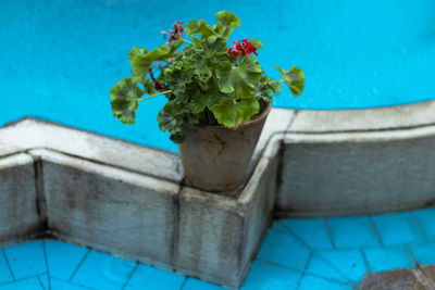 High angle view of potted plant by swimming pool