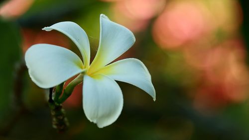 Close-up of white flowering plant