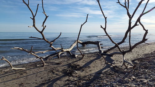 Driftwood on beach