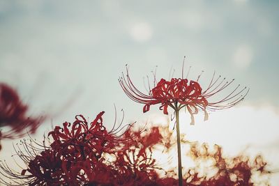 Close-up of red flower against sky