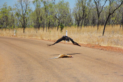 Bird flying over the road