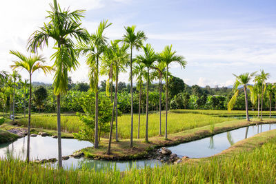 Scenic view of palm trees on field against sky