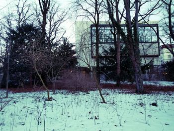 Bare trees against the sky