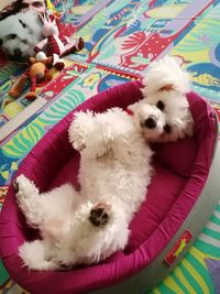 Close-up of dog lying on bed