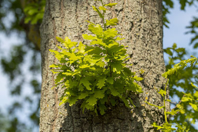 Close-up of yellow tree trunk