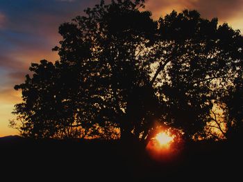 Silhouette of trees at sunset