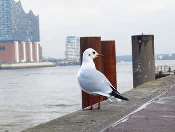 Birds perching on wall