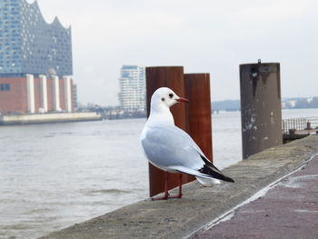 Rear view of seagull on pier at sea