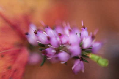 Close-up of purple flower