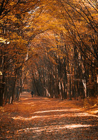 Road amidst trees in forest during autumn