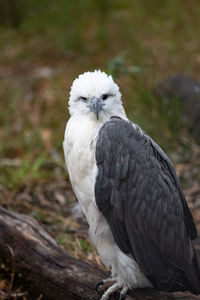 Close-up of bird perching on a field