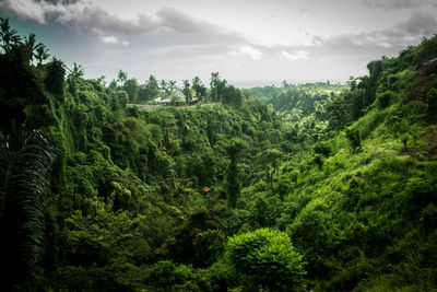 Scenic view of forest against sky