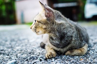 Close-up of a cat looking away