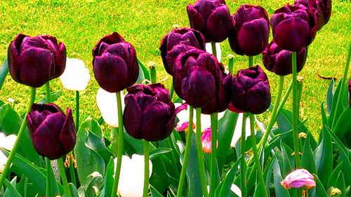 Close-up of tulips blooming in field