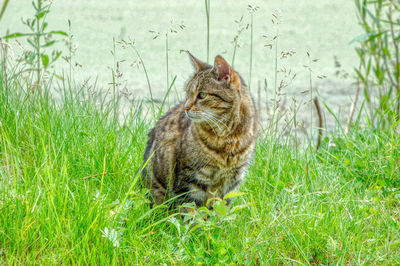 Cat sitting on grass in field