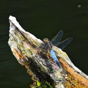 Close-up of butterfly on tree