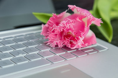 Close-up of pink flowers on table