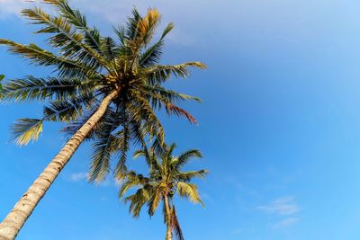 Low angle view of palm tree against clear blue sky