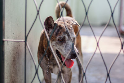 Close-up of dog looking away