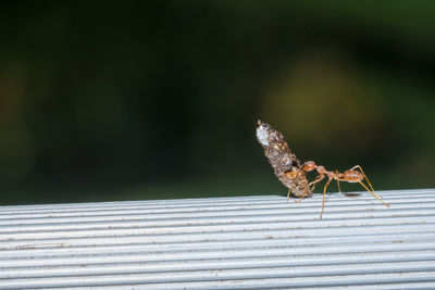 Close-up of insect on metal