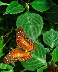 Close-up of butterfly on leaves