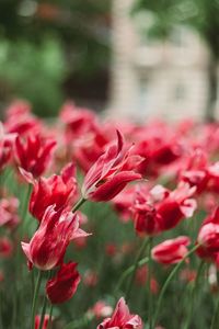 Close-up of red flowering plant