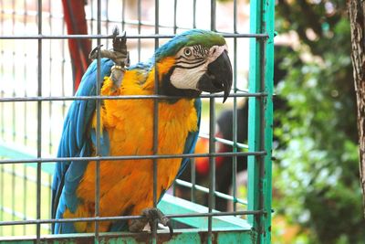 View of a bird in cage