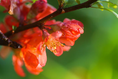 Beautiful flowers of the japanese quince plant in blossom in spring garden.