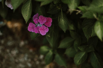 Close-up of pink flowering plant