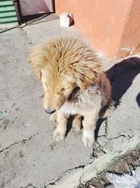 3 month puppy dhabu got unhappy when i didnt gave chocolate .