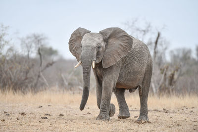 Elephant in a field