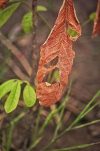 Close-up of orange leaves during autumn