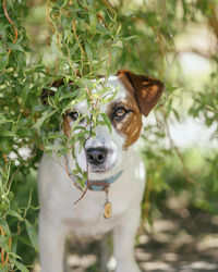 Close-up portrait of dog