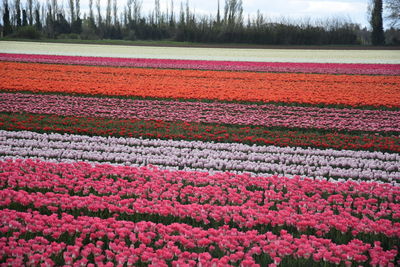 Colorful tulips in field