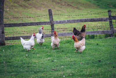 View of birds on field