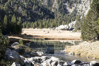 Scenic view of stream in forest