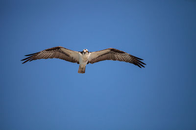 Low angle view of eagle flying against clear blue sky