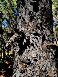 Close-up of lichen on tree trunk in forest