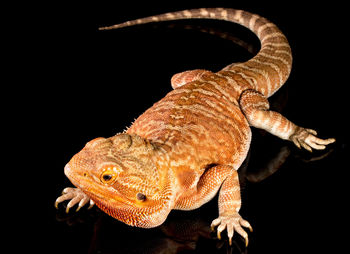 Close-up of lizard against black background