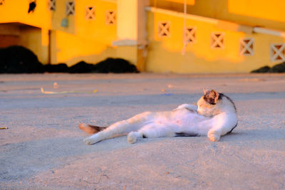 View of a dog sleeping on floor