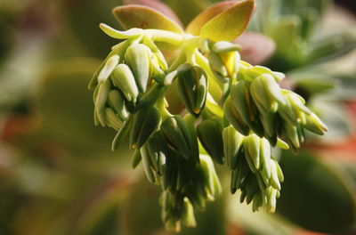 Close-up of plant