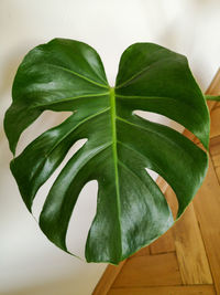 High angle view of leaves against white background