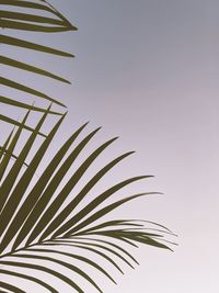 Low angle view of palm leaf against clear sky