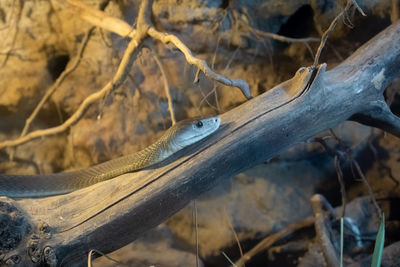 Close-up of lizard on branch