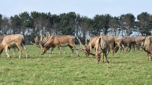 Deer in a field