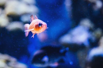 Close-up of fish underwater